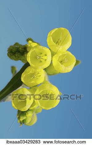 Stock Image - "Golden-flowered Onosma (Onosma taurica), Crimea, Ukraine, Europe". Fotosearch