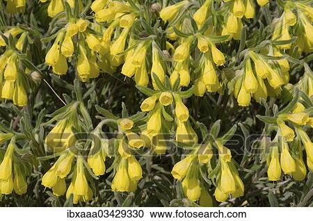 "Golden-flowered Onosma (Onosma taurica), Crimea, Ukraine, Europe" View Large Photo Image Stock Image - "Golden-flowered Onosma (Onosma taurica), Crimea, Ukraine, Europe". Fotosearch