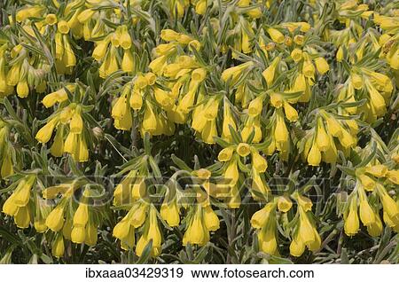 "Golden-flowered Onosma (Onosma taurica), Crimea, Ukraine, Europe" View Large Photo Image Stock Photo - "Golden-flowered Onosma (Onosma taurica), Crimea, Ukraine, Europe". Fotosearch
