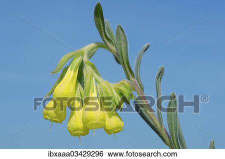 "Golden-flowered Onosma (Onosma taurica), Crimea, Ukraine, Europe" View Large Photo Image Stock Photograph - "Golden-flowered Onosma (Onosma taurica), Crimea, Ukraine, Europe". Fotosearch