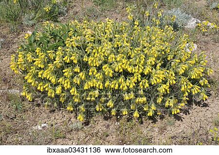 Stock Photograph - "Golden-flowered Onosma (Onosma taurica), Crimea, Ukraine, Europe". Fotosearch