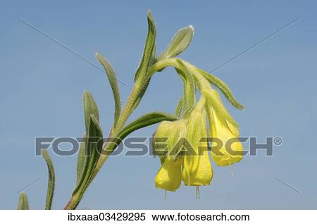 "Golden-flowered Onosma (Onosma taurica), Crimea, Ukraine, Europe" View Large Photo Image Stock Photography - "Golden-flowered Onosma (Onosma taurica), Crimea, Ukraine, Europe". Fotosearch
