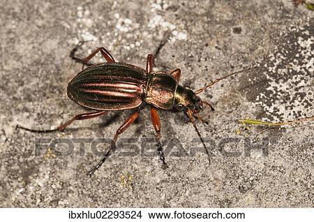 "Golden ground beetle (Carabus auratus), Untergroeningen, Baden-Wuerttemberg, Germany, Europe" View Large Photo Image Picture - "Golden ground beetle (Carabus auratus), Untergroeningen, Baden-Wuerttemberg, Germany, Europe". Fotosearch