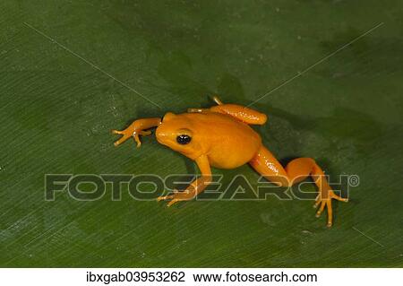 Stock Image - "Golden Mantella (Mantella aurantiaca), Madagascar, Africa". Fotosearch