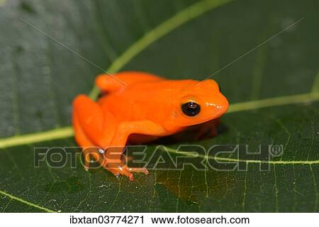 "Golden Mantella (Mantella aurantiaca), Analamazaotra National Park, Madagascar, Africa" View Large Photo Image Stock Image - "Golden Mantella (Mantella aurantiaca), Analamazaotra National Park, Madagascar, Africa". Fotosearch
