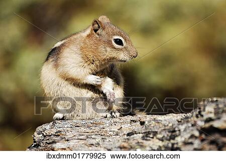 Stock Photography - "Golden-mantled ground squirrel (Spermophilus lateralis), Banff National Park, Alberta, Canada, North America". Fotosearch