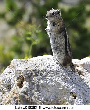 "Golden-mantled Ground Squirrel (Spermophilus lateralis), Yellowstone National Park, Wyoming, United States of America, USA" View Large Photo Image Stock Photography - "Golden-mantled Ground Squirrel (Spermophilus lateralis), Yellowstone National Park, Wyoming, United States of America, USA". Fotosearch