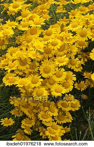 "Golden Marguerite or Yellow Chamomile (Anthemis tinctoria), Allgaeu, Bavaria, Germany, Europe" View Large Photo Image Stock Photo - "Golden Marguerite or Yellow Chamomile (Anthemis tinctoria), Allgaeu, Bavaria, Germany, Europe". Fotosearch
