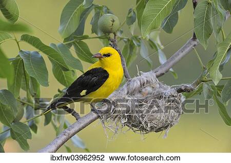 "Golden Oriole (Oriolus oriolus), adult male, watching over the nest, in a walnut tree, Bulgaria, Europe" View Large Photo Image Stock Image - "Golden Oriole (Oriolus oriolus), adult male, watching over the nest, in a walnut tree, Bulgaria, Europe". Fotosearch