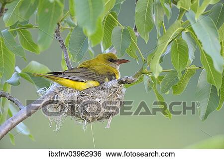 "Golden Oriole (Oriolus oriolus), adult female incubating eggs in the nest, in a walnut tree, Bulgaria, Europe" View Large Photo Image Stock Photograph - "Golden Oriole (Oriolus oriolus), adult female incubating eggs in the nest, in a walnut tree, Bulgaria, Europe". Fotosearch