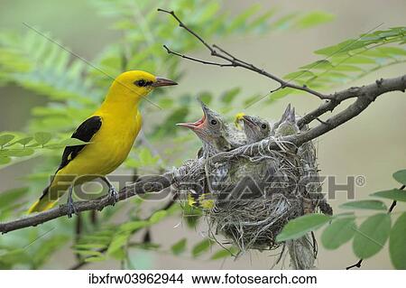 "Golden Orioles (Oriolus oriolus), adult male at the nest in an acacia tree, chick begging for food, Bulgaria, Europe" View Large Photo Image Picture - "Golden Orioles (Oriolus oriolus), adult male at the nest in an acacia tree, chick begging for food, Bulgaria, Europe". Fotosearch
