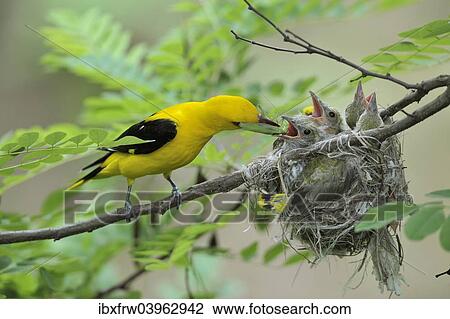 Stock Image - "Golden Orioles (Oriolus oriolus), adult male feeding chicks in the nest with a grasshopper, in an acacia tree, Bulgaria, Europe". Fotosearch