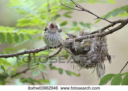 "Golden Orioles (Oriolus oriolus), young bird, chick, precocial bird, begging at the nest in an acacia tree, Bulgaria, Europe" View Large Photo Image Stock Photograph - "Golden Orioles (Oriolus oriolus), young bird, chick, precocial bird, begging at the nest in an acacia tree, Bulgaria, Europe". Fotosearch