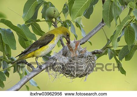 "Golden Orioles (Oriolus oriolus), adult female feeding chicks in the nest, in a walnut tree, Bulgaria, Europe" View Large Photo Image Stock Photograph - "Golden Orioles (Oriolus oriolus), adult female feeding chicks in the nest, in a walnut tree, Bulgaria, Europe". Fotosearch