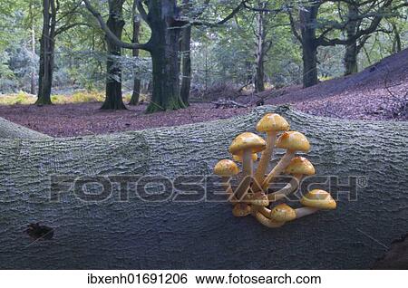 "Golden Pholiota (Pholiota aurivella), Tinner Loh, Emsland, Lower Saxony, Germany, Europe" View Large Photo Image Stock Photograph - "Golden Pholiota (Pholiota aurivella), Tinner Loh, Emsland, Lower Saxony, Germany, Europe". Fotosearch