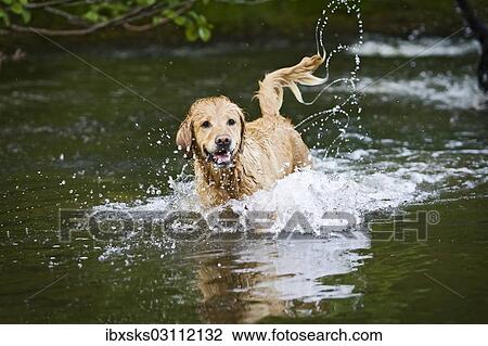 "Golden Retriever bitch splashing in a lake, Baden-Wurttemberg, Germany, Europe" View Large Photo Image Stock Image - "Golden Retriever bitch splashing in a lake, Baden-Wurttemberg, Germany, Europe". Fotosearch