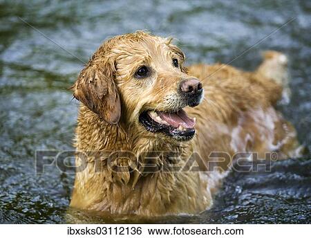 "Golden Retriever bitch standing in a lake, Baden-Wurttemberg, Germany, Europe" View Large Photo Image Stock Photograph - "Golden Retriever bitch standing in a lake, Baden-Wurttemberg, Germany, Europe". Fotosearch