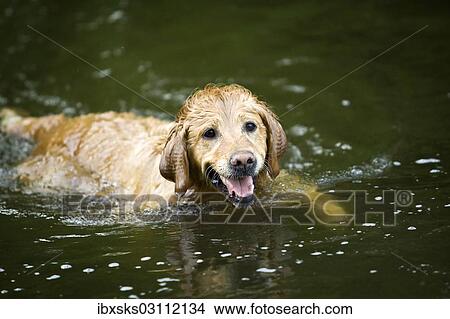 "Golden Retriever bitch swimming in a lake, Baden-Wurttemberg, Germany, Europe" View Large Photo Image Picture - "Golden Retriever bitch swimming in a lake, Baden-Wurttemberg, Germany, Europe". Fotosearch