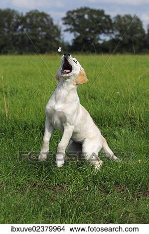 Picture - "Golden Retriever (Canis lupus familiaris) puppy, three months, trying to catch a flying feather on a meadow". Fotosearch