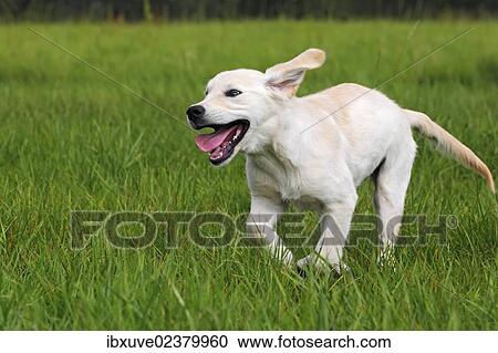 "Golden Retriever (Canis lupus familiaris) puppy, three months, running across a meadow" View Large Photo Image Stock Image - "Golden Retriever (Canis lupus familiaris) puppy, three months, running across a meadow". Fotosearch