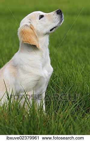 "Golden Retriever (Canis lupus familiaris) puppy, three months, sitting on a meadow" View Large Photo Image Stock Image - "Golden Retriever (Canis lupus familiaris) puppy, three months, sitting on a meadow". Fotosearch