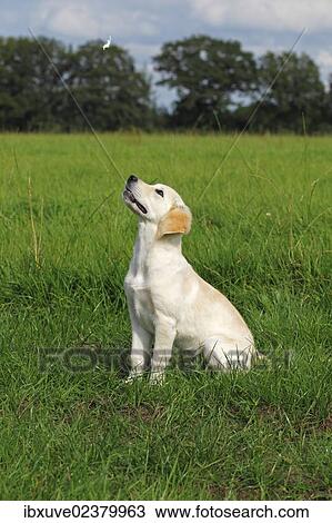 "Golden Retriever (Canis lupus familiaris) puppy, three months, observing a flying feather on a meadow" View Large Photo Image Stock Image - "Golden Retriever (Canis lupus familiaris) puppy, three months, observing a flying feather on a meadow". Fotosearch