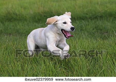 Stock Photo - "Golden Retriever (Canis lupus familiaris) puppy, three months, running across a meadow". Fotosearch