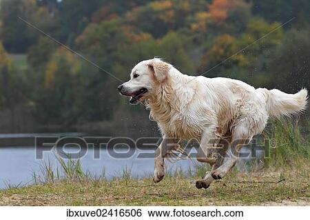 "Golden Retriever (Canis lupus familiaris), male dog running, in autumn" View Large Photo Image Stock Photograph - "Golden Retriever (Canis lupus familiaris), male dog running, in autumn". Fotosearch