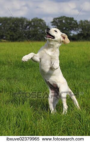"Golden Retriever (Canis lupus familiaris) puppy, three months, jumping on a meadow" View Large Photo Image Stock Photography - "Golden Retriever (Canis lupus familiaris) puppy, three months, jumping on a meadow". Fotosearch