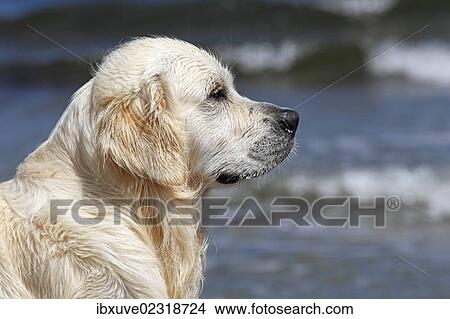 "Golden Retriever dog (Canis lupus familiaris), male, two years, portrait" View Large Photo Image Picture - "Golden Retriever dog (Canis lupus familiaris), male, two years, portrait". Fotosearch