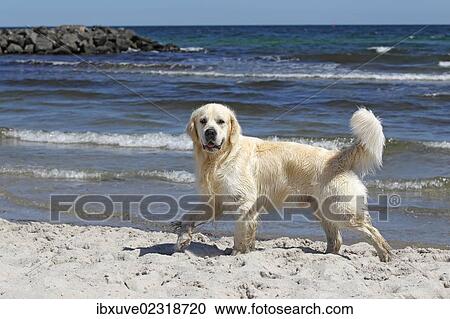 Stock Image - "Golden Retriever dog (Canis lupus familiaris), male, two years, running on the beach, domestic dog". Fotosearch