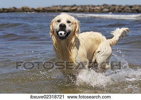 "Golden Retriever dog (Canis lupus familiaris), male, two years, retrieving ball from the water at a beach, domestic dog" View Large Photo Image Stock Image - "Golden Retriever dog (Canis lupus familiaris), male, two years, retrieving ball from the water at a beach, domestic dog". Fotosearch