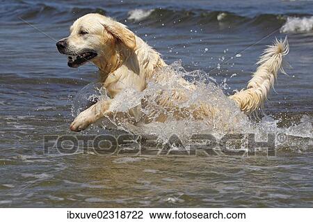 "Golden Retriever dog (Canis lupus familiaris), male, two years, retrieving ball from the water, domestic dog" View Large Photo Image Stock Image - "Golden Retriever dog (Canis lupus familiaris), male, two years, retrieving ball from the water, domestic dog". Fotosearch
