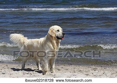 "Golden Retriever dog (Canis lupus familiaris), male, two years, standing on the beach" View Large Photo Image Stock Photo - "Golden Retriever dog (Canis lupus familiaris), male, two years, standing on the beach". Fotosearch