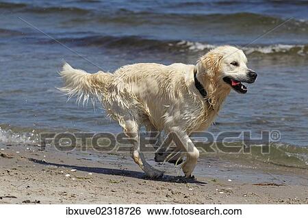 "Golden Retriever dog (Canis lupus familiaris), male, two years, running on the beach" View Large Photo Image Stock Photograph - "Golden Retriever dog (Canis lupus familiaris), male, two years, running on the beach". Fotosearch