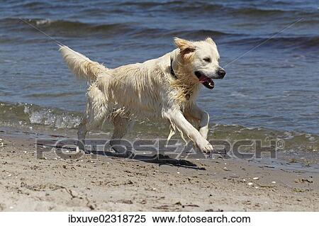 Stock Photography - "Golden Retriever dog (Canis lupus familiaris), male, two years, running on the beach". Fotosearch