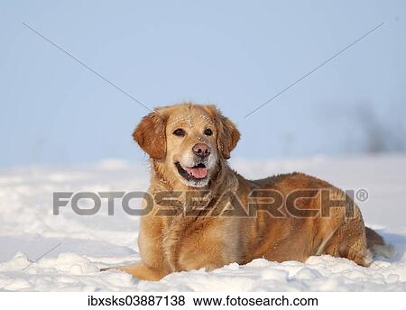 "Golden Retriever, lying in the snow, Germany, Europe" View Large Photo Image Stock Photo - "Golden Retriever, lying in the snow, Germany, Europe". Fotosearch