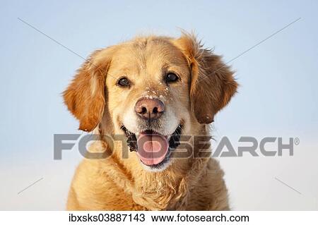 "Golden Retriever, portrait, snow, Germany, Europe" View Large Photo Image Stock Image - "Golden Retriever, portrait, snow, Germany, Europe". Fotosearch