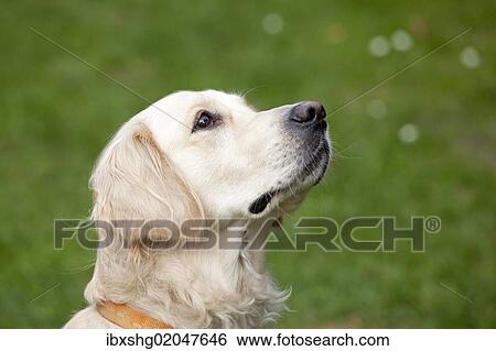 Stock Photograph - "Golden Retriever, portrait". Fotosearch