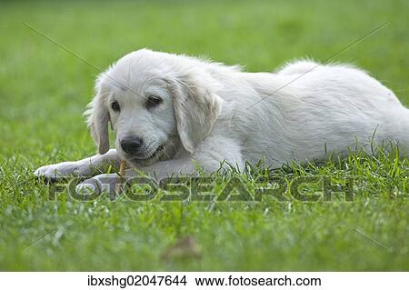 Golden Retriever puppy View Large Photo Image Picture - Golden Retriever puppy. Fotosearch