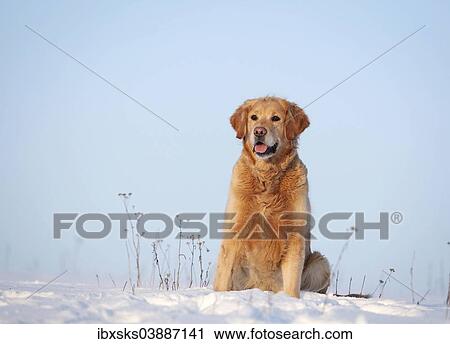 "Golden Retriever, sitting in the snow, Germany, Europe" View Large Photo Image Stock Image - "Golden Retriever, sitting in the snow, Germany, Europe". Fotosearch