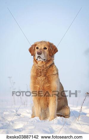 Stock Image - "Golden Retriever, sitting in the snow, Germany, Europe". Fotosearch