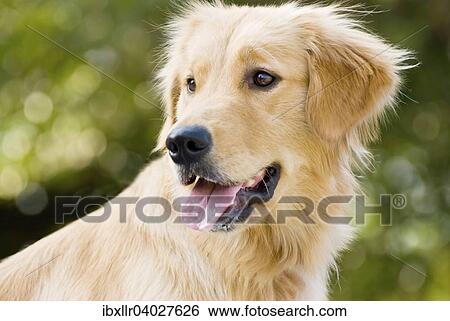 Stock Photograph - Golden Retriever. Fotosearch
