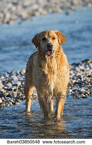 "Golden Retriever, Tagliamento braided river, Forgaria nel Friuli, Udine province, Italy, Europe" View Large Photo Image Stock Photo - "Golden Retriever, Tagliamento braided river, Forgaria nel Friuli, Udine province, Italy, Europe". Fotosearch
