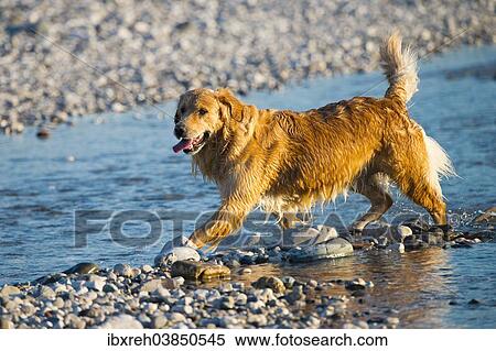 Stock Photography - "Golden Retriever, Tagliamento braided river, Forgaria nel Friuli, Udine province, Italy, Europe". Fotosearch