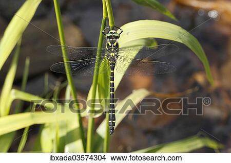 "Golden-ringed Dragonfly (Cordulegaster boltoni) resting on a bulrush, Wiederstein, Neunkirchen, North Rhine-Westphalia, Germany, Europe" View Large Photo Image Picture - "Golden-ringed Dragonfly (Cordulegaster boltoni) resting on a bulrush, Wiederstein, Neunkirchen, North Rhine-Westphalia, Germany, Europe". Fotosearch