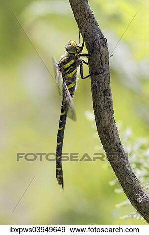 "Golden-ringed Dragonfly (Cordulegaster boltonii), female, perching on Gorse (Ulex) stem, South Wales, United Kingdom, Europe" View Large Photo Image Stock Photo - "Golden-ringed Dragonfly (Cordulegaster boltonii), female, perching on Gorse (Ulex) stem, South Wales, United Kingdom, Europe". Fotosearch
