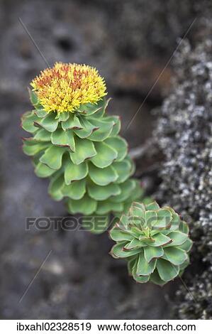 "Golden Root, Rose Root or Roseroot (Sedum rosea), Blue Lagoon, Reykjanes Peninsula, South Iceland, Iceland, Europe" View Large Photo Image Stock Photo - "Golden Root, Rose Root or Roseroot (Sedum rosea), Blue Lagoon, Reykjanes Peninsula, South Iceland, Iceland, Europe". Fotosearch