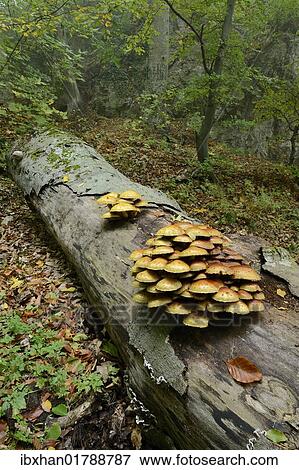 Stock Photo - "Golden scalycap (Pholiota aurivella) growing on a dead beech, Arnstein, Lower Austria, Austria, Europe". Fotosearch