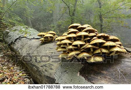 "Golden scalycap (Pholiota aurivella) growing on a dead beech, Arnstein, Lower Austria, Austria, Europe" View Large Photo Image Stock Photo - "Golden scalycap (Pholiota aurivella) growing on a dead beech, Arnstein, Lower Austria, Austria, Europe". Fotosearch